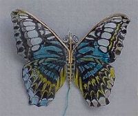 kleiner Schmetterling [(BxH)  70 x 55 mm]