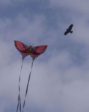 roter Schmetterling [(BxH)  230 x 120 mm]