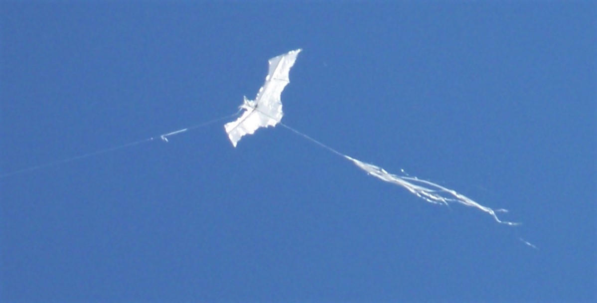 Fledermaus-ws: (BxH) 200 x 65 mm