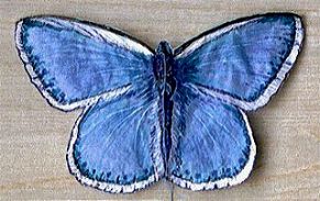 Bl�uling [(BxH) 105 x 65 mm)