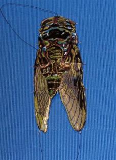 Zikade  [(BxH) 45 x 110 mm]