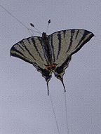 Segelfalter [(BxH) 145 x 105 mm - incl. F�hler)]